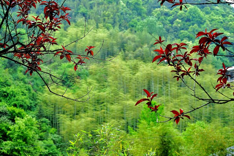 夏霖风景区(图3)