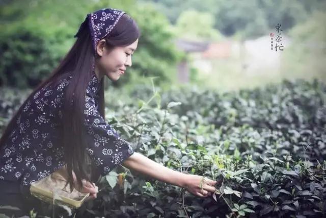青龙湾的茶文化(图1)