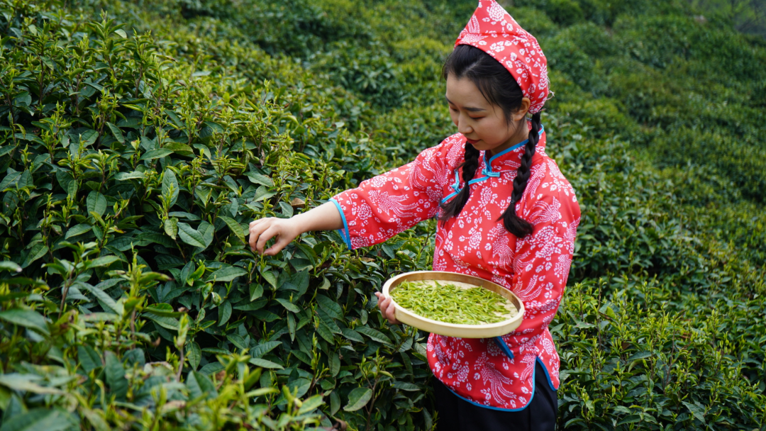 青龙湾茶文化第四篇：茶之旅(图5)